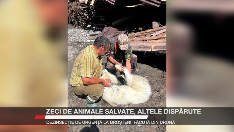 Doi bărbați îngrijesc un câine alb salvat din noroi după inundațiile din Broșteni.